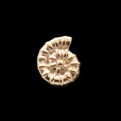 "Ammonite" BY
